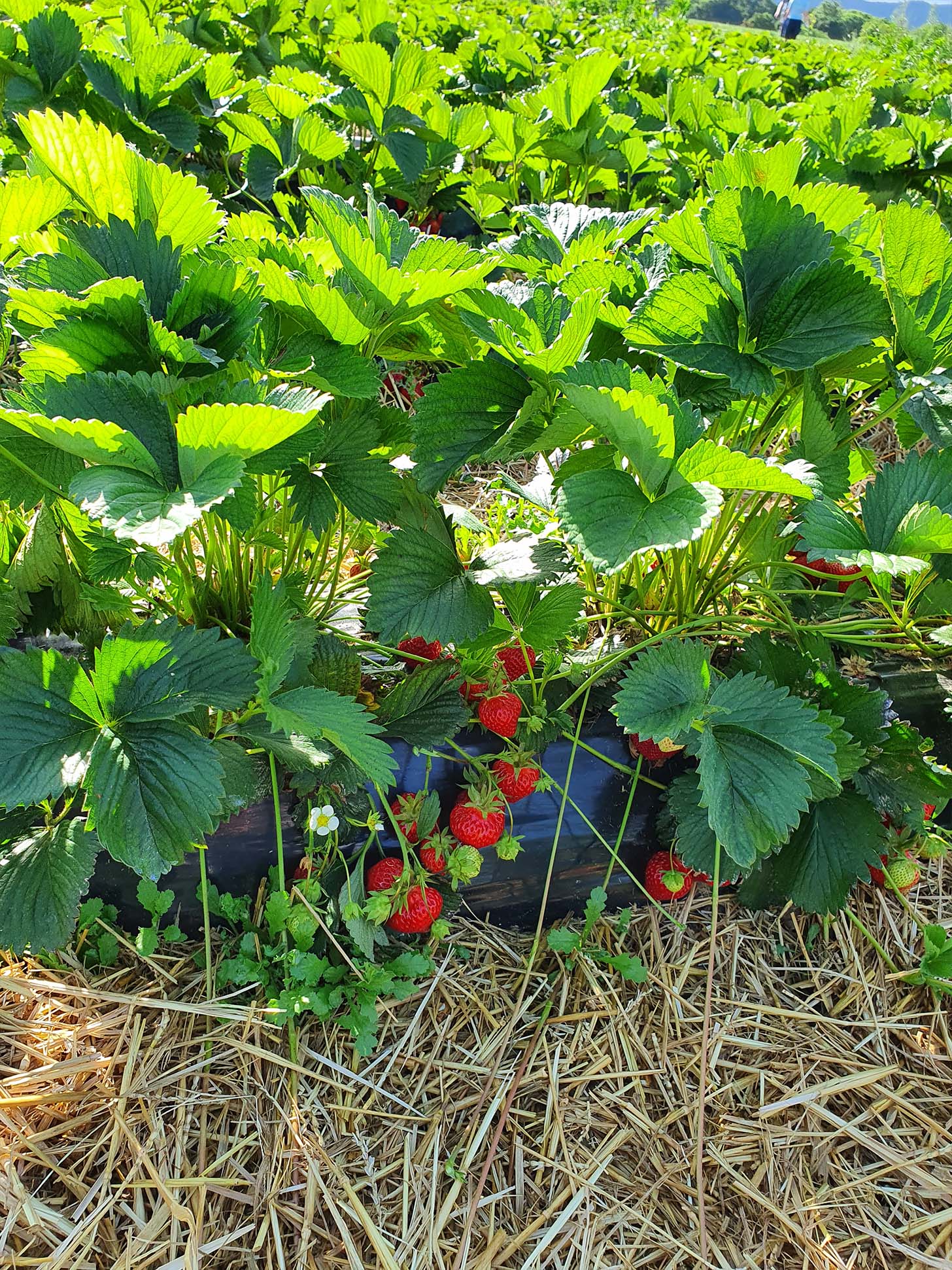 wie lecker die Erdbeeren aussehen
